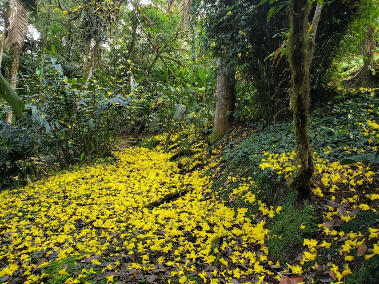 Estacion Biologica Las Cruces Y Jardin Botanico Wilson San Vito Eksteriør billede