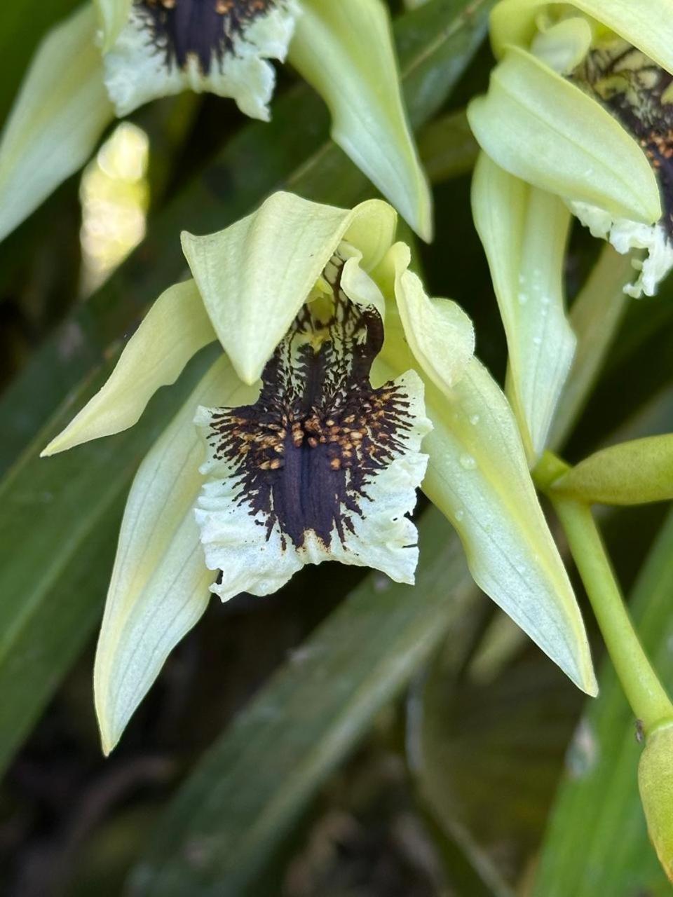 Estacion Biologica Las Cruces Y Jardin Botanico Wilson San Vito Eksteriør billede