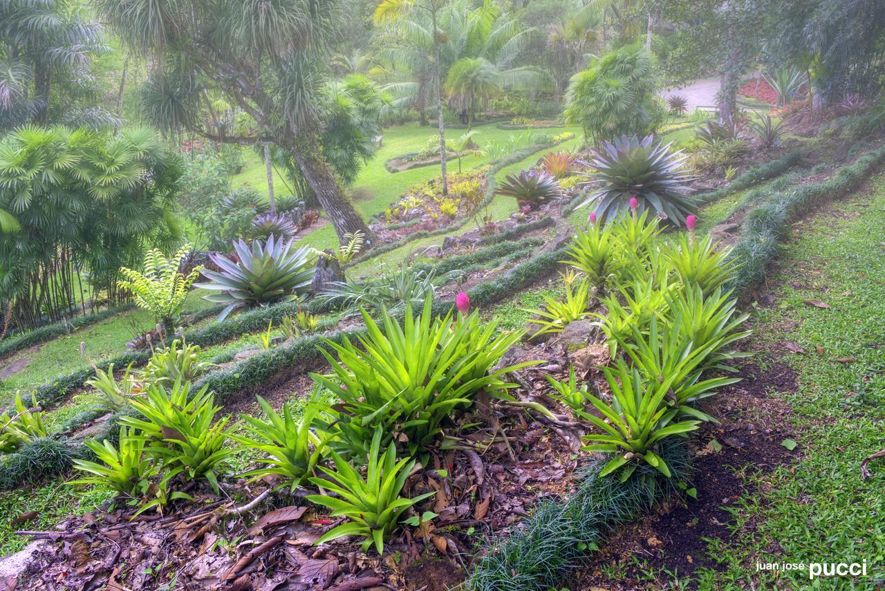 Estacion Biologica Las Cruces Y Jardin Botanico Wilson San Vito Eksteriør billede